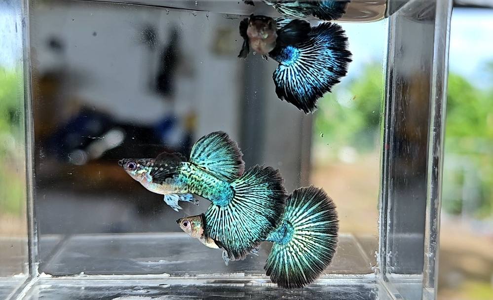 Green Dragon Guppy Fish