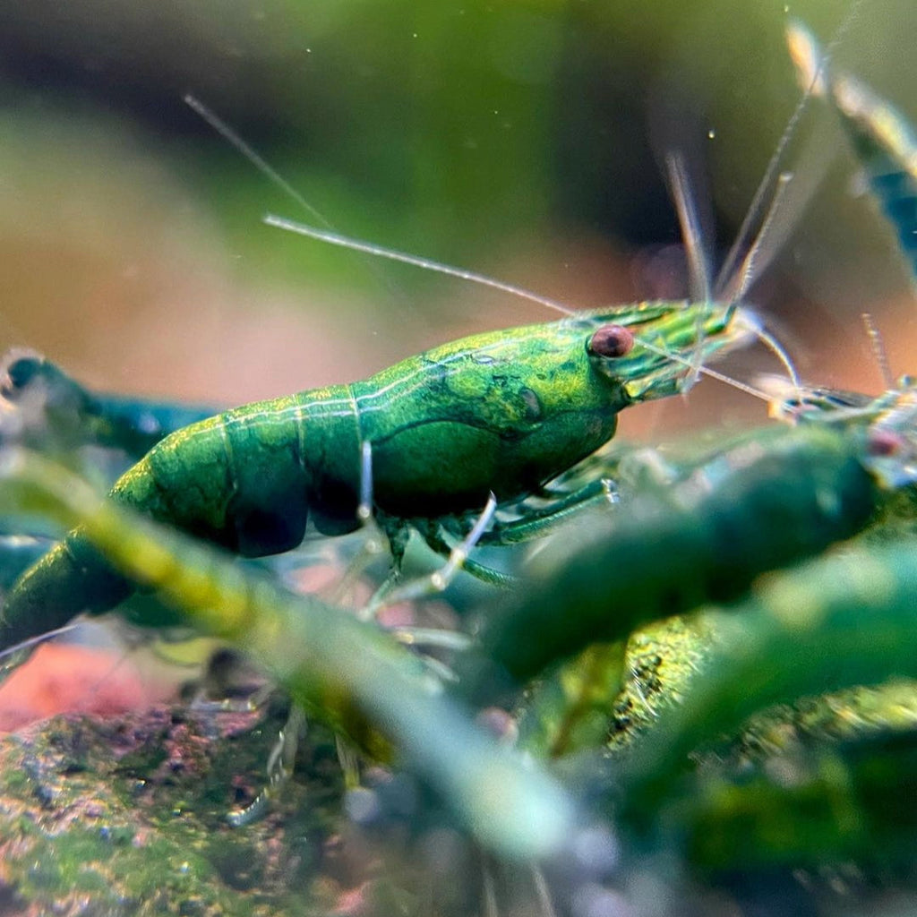 Green Jade Neocaridina Shrimp