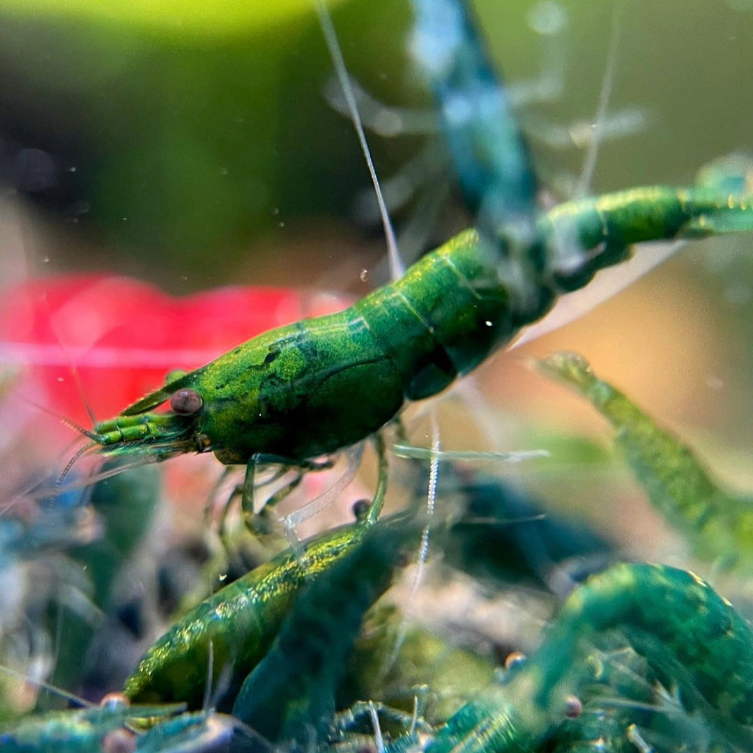 Green Jade Neocaridina Shrimp