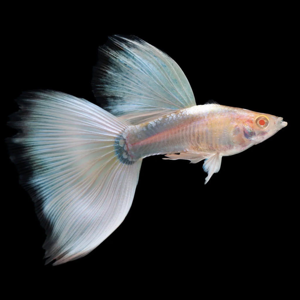 Full White Platinum Guppy Fish