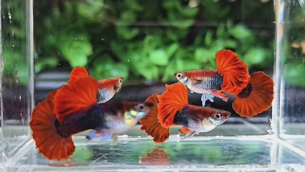 Half Black Red Rose Guppy Fish