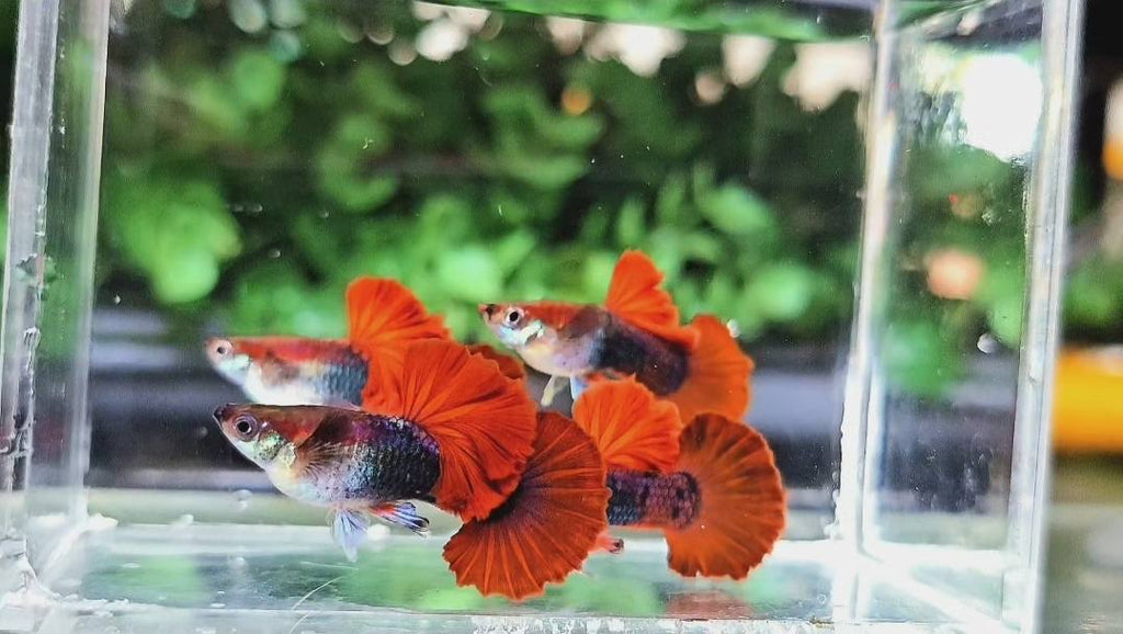 Half Black Red Rose Guppy Fish
