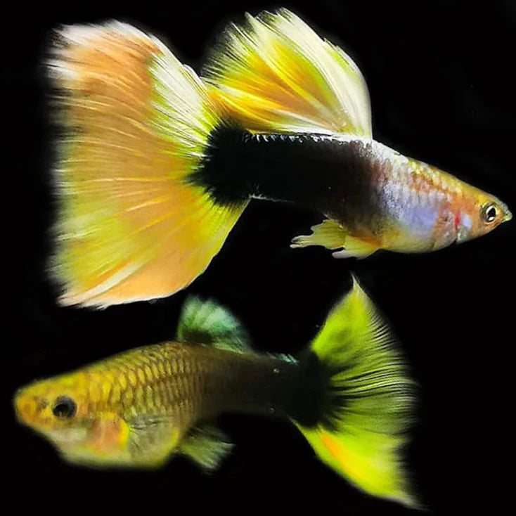 Half Black Yellow Guppy Fish