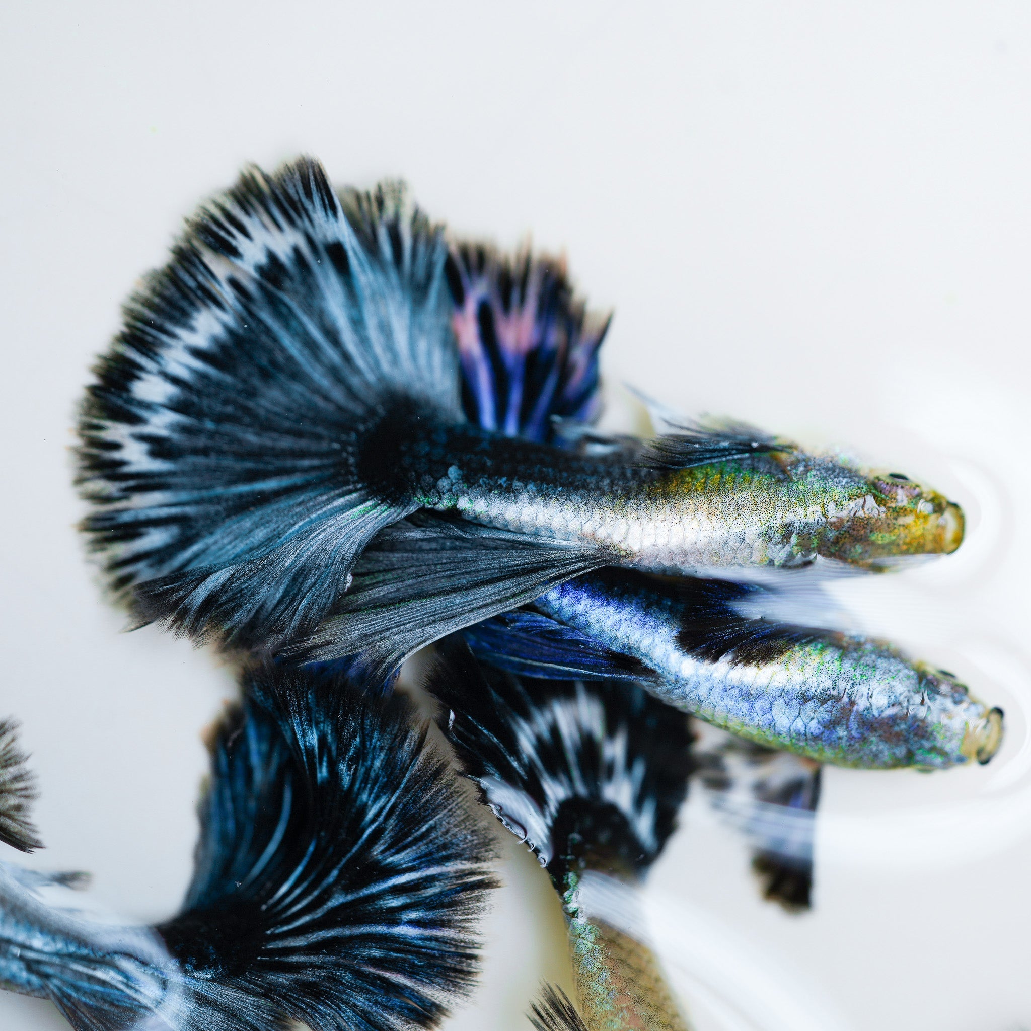 Purple Ivory Mosaic Guppy Fish