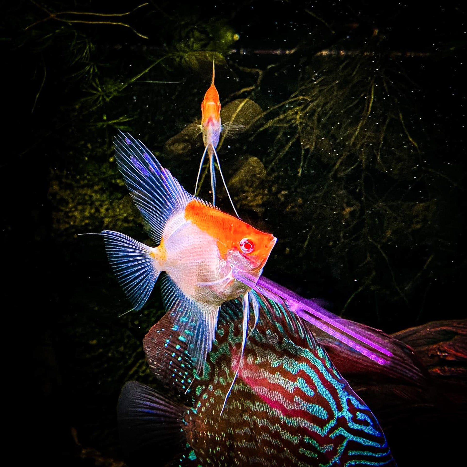 Koi Albino Red Cap Angelfish