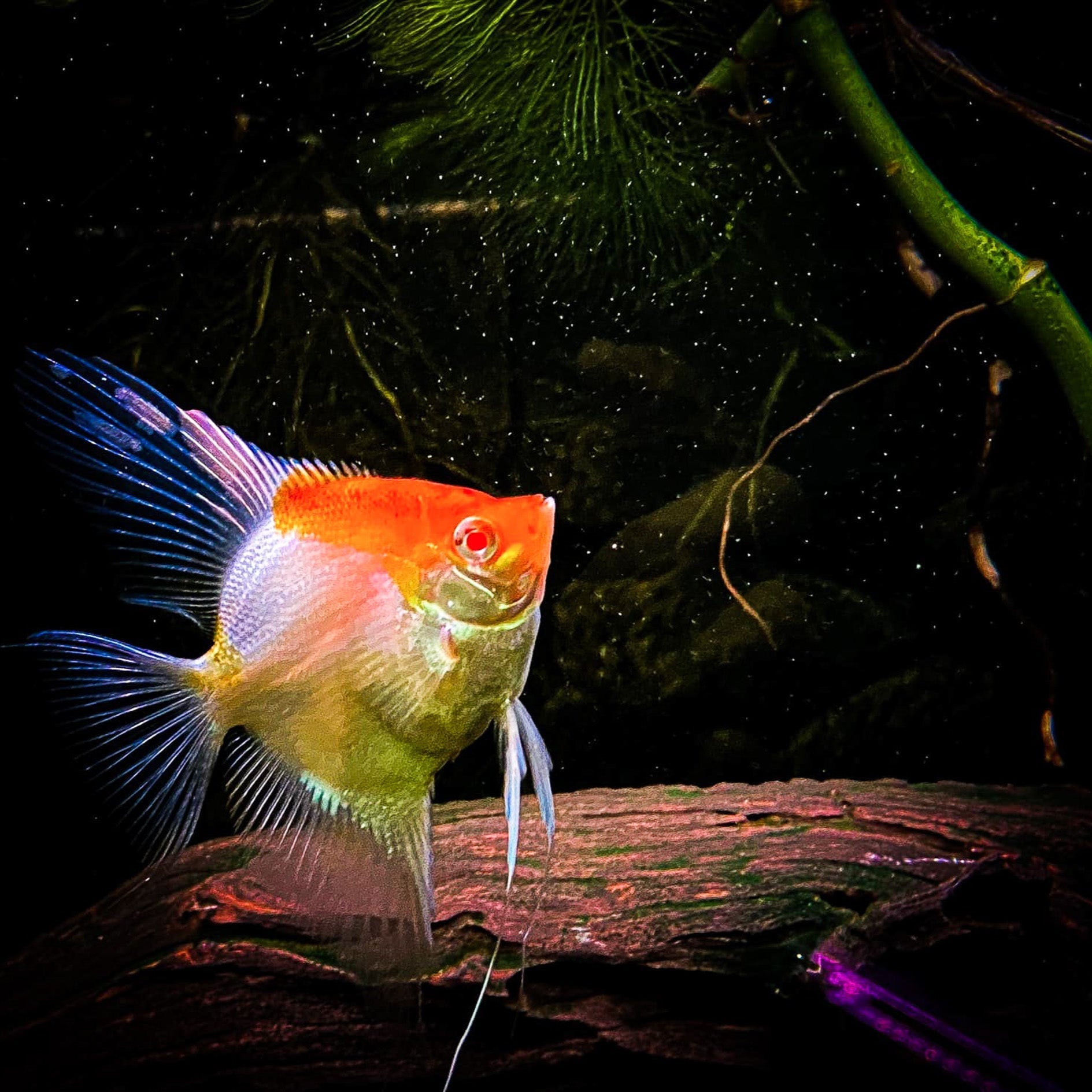 Koi Albino Red Cap Angelfish