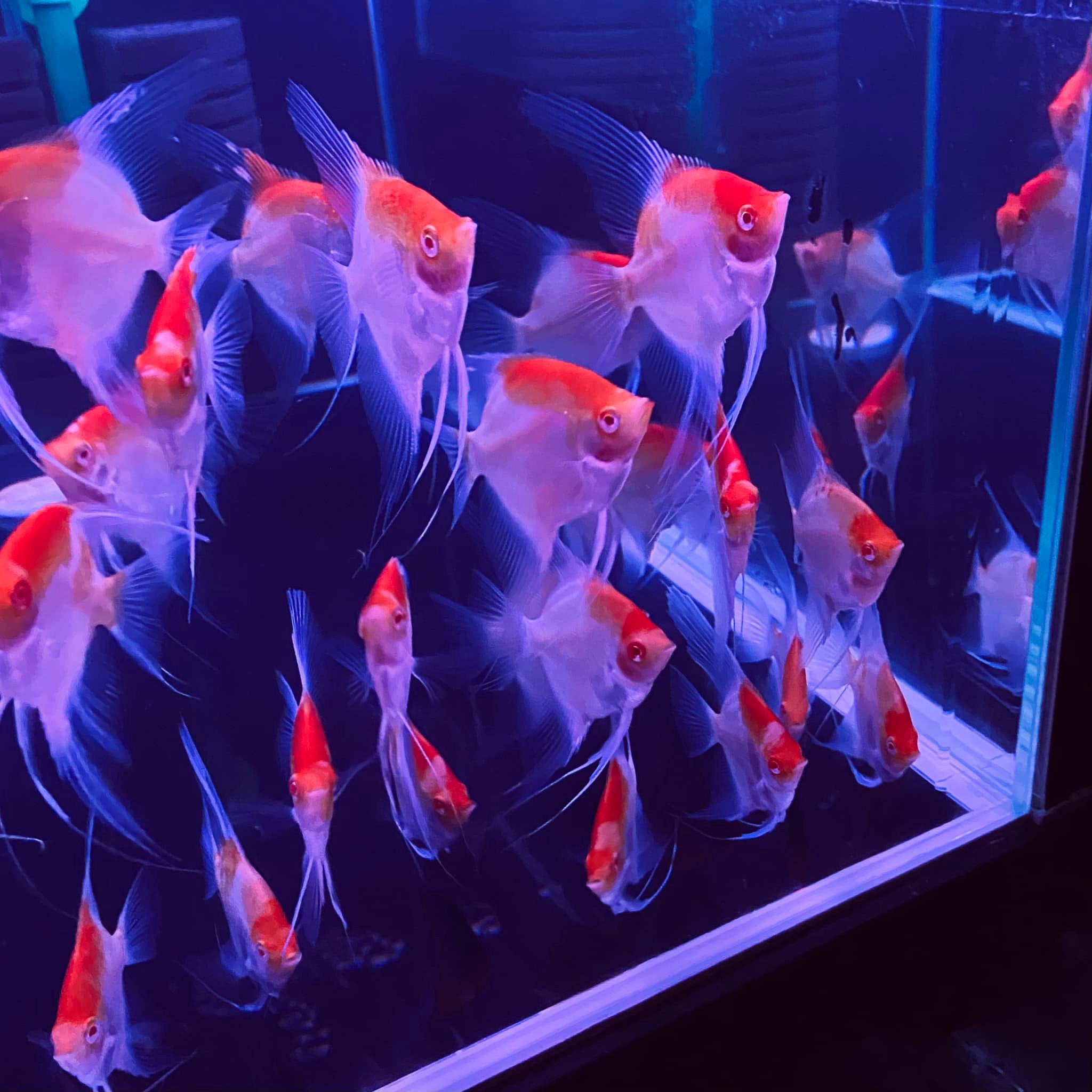 Koi Albino Red Cap Angelfish