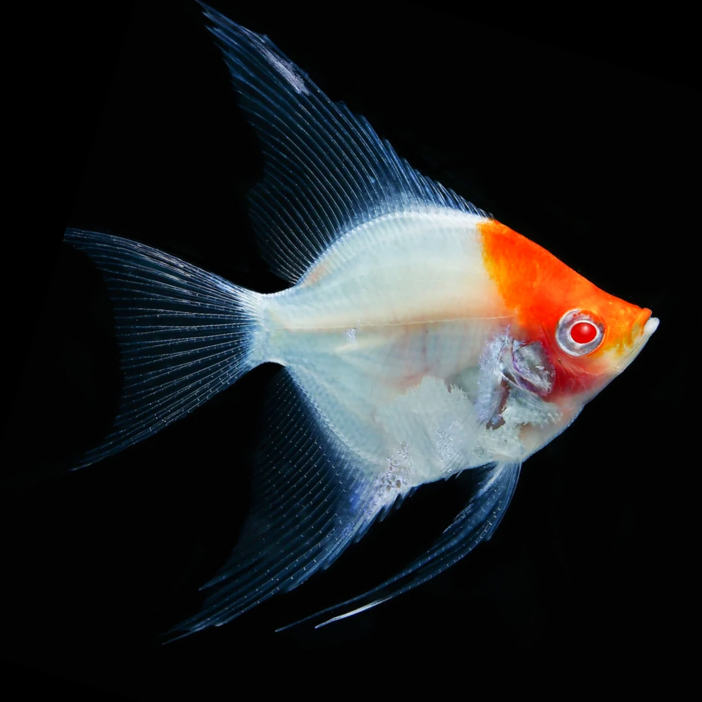 Koi Albino Red Cap Angelfish
