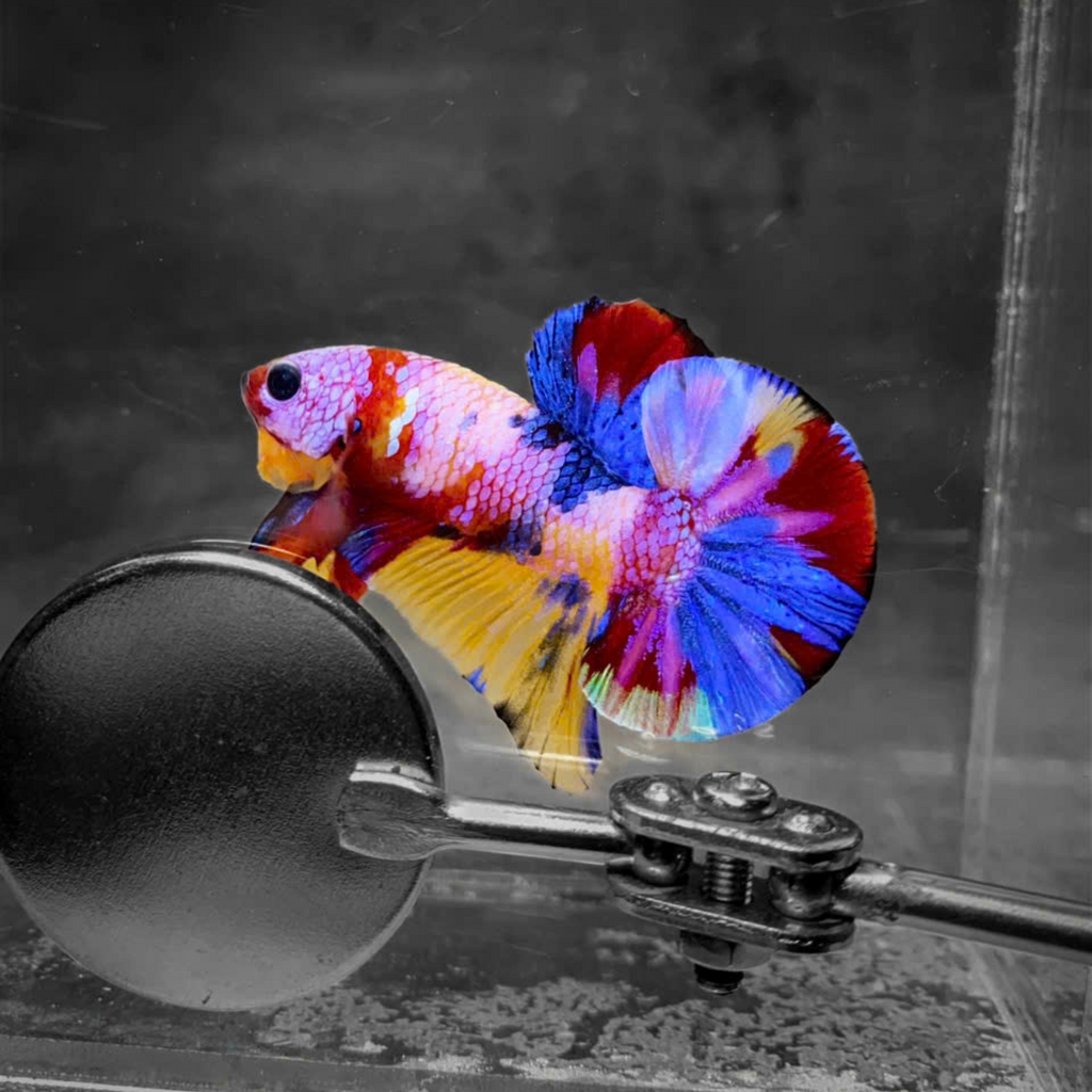 Koi Multicolor Candy Plakat Male Betta Fish | High Grade | Mystery Betta