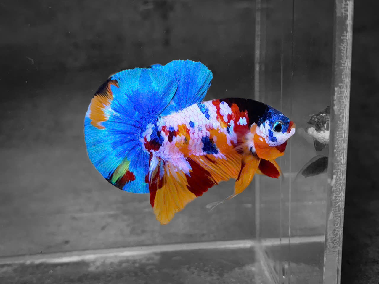 Koi Multicolor Candy Plakat Male Betta Fish | High Grade | Mystery Betta