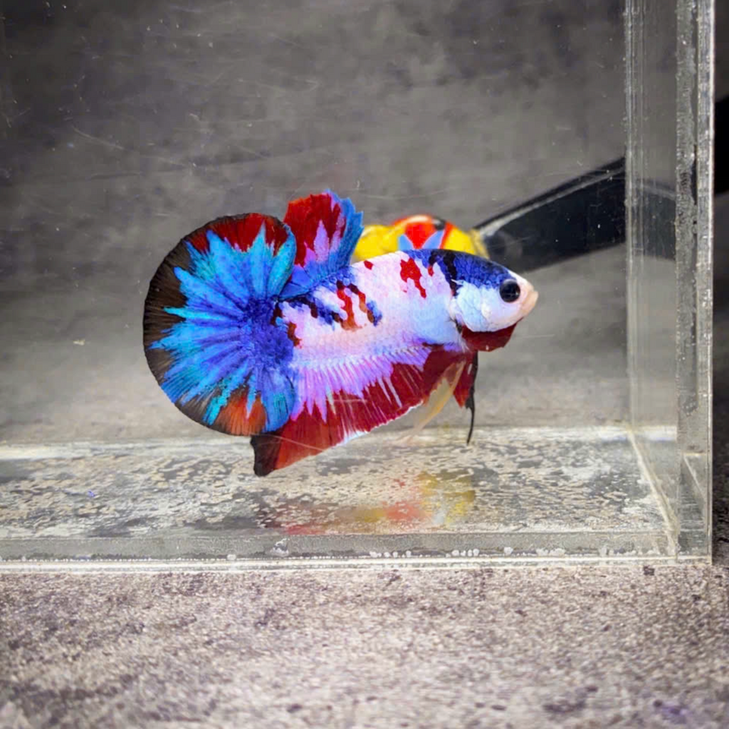 Koi Multicolor Candy Plakat Male Betta Fish | High Grade | Mystery Betta