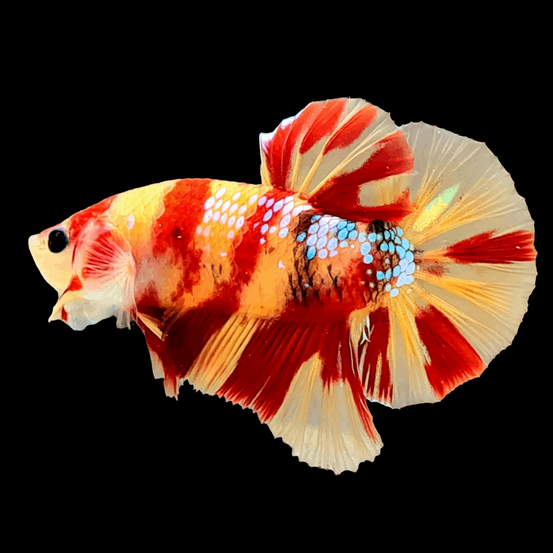 Nemo Galaxy Male Betta Fish High Grade | Buy 4 Get 1 Free | Mystery Betta