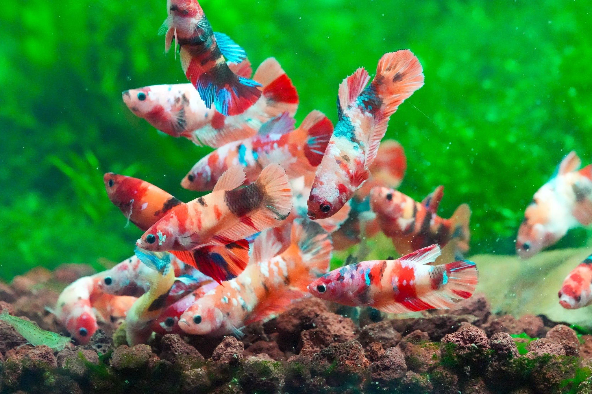 Plant Package for Female Betta Sorority Tank