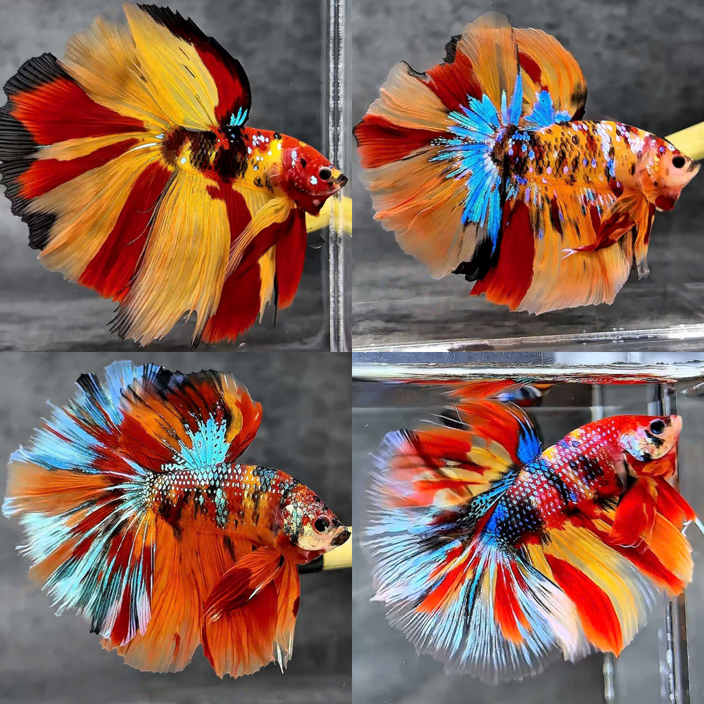 Koi Nemo Halfmoon Male Betta Fish | Buy 4 Get 1 Free | Mystery Betta