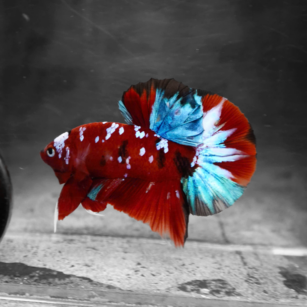 Koi Red Galaxy Male Betta Fish High Grade | Buy 4 Get 1 Free | Mystery Betta