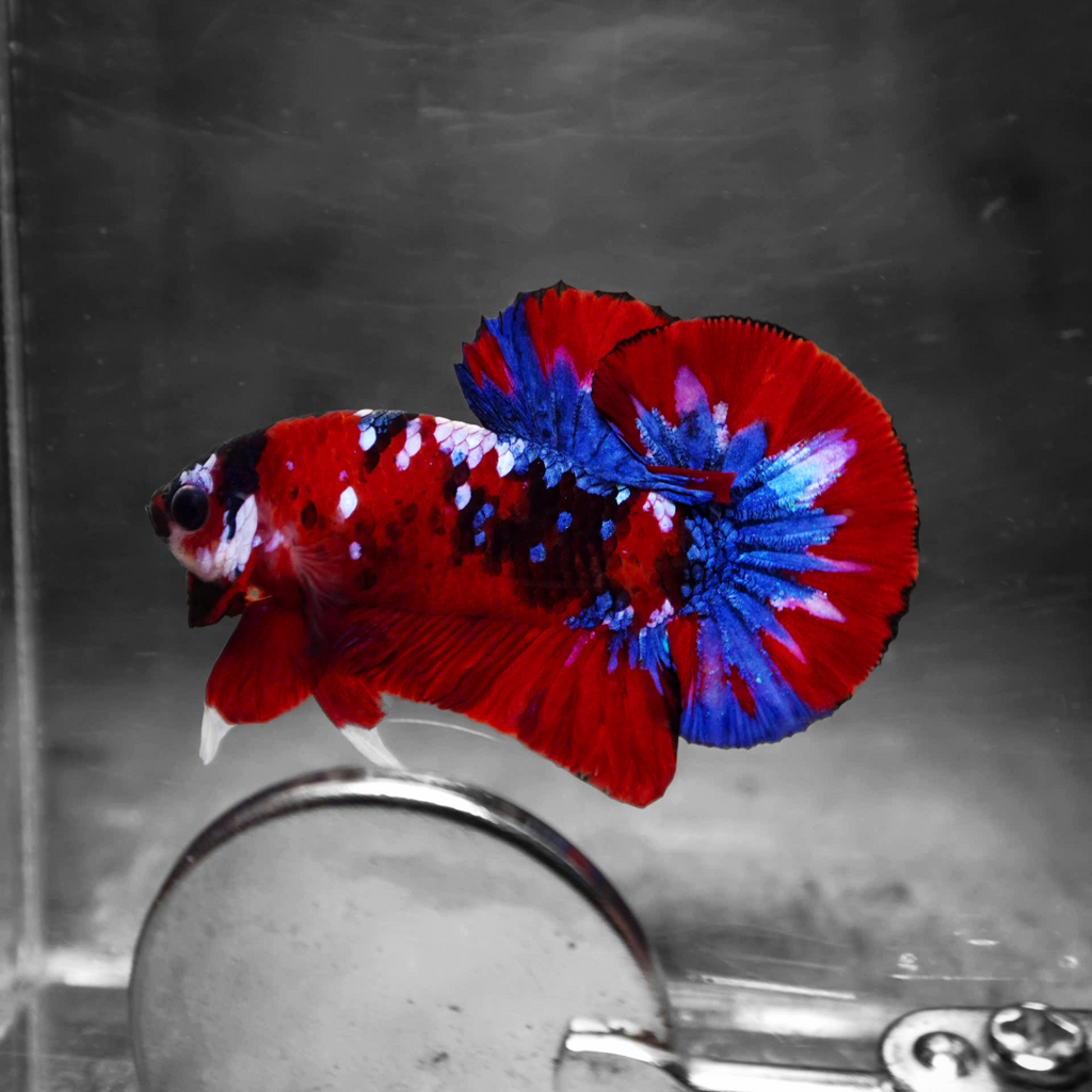 Koi Red Galaxy Male Betta Fish High Grade | Buy 4 Get 1 Free | Mystery Betta