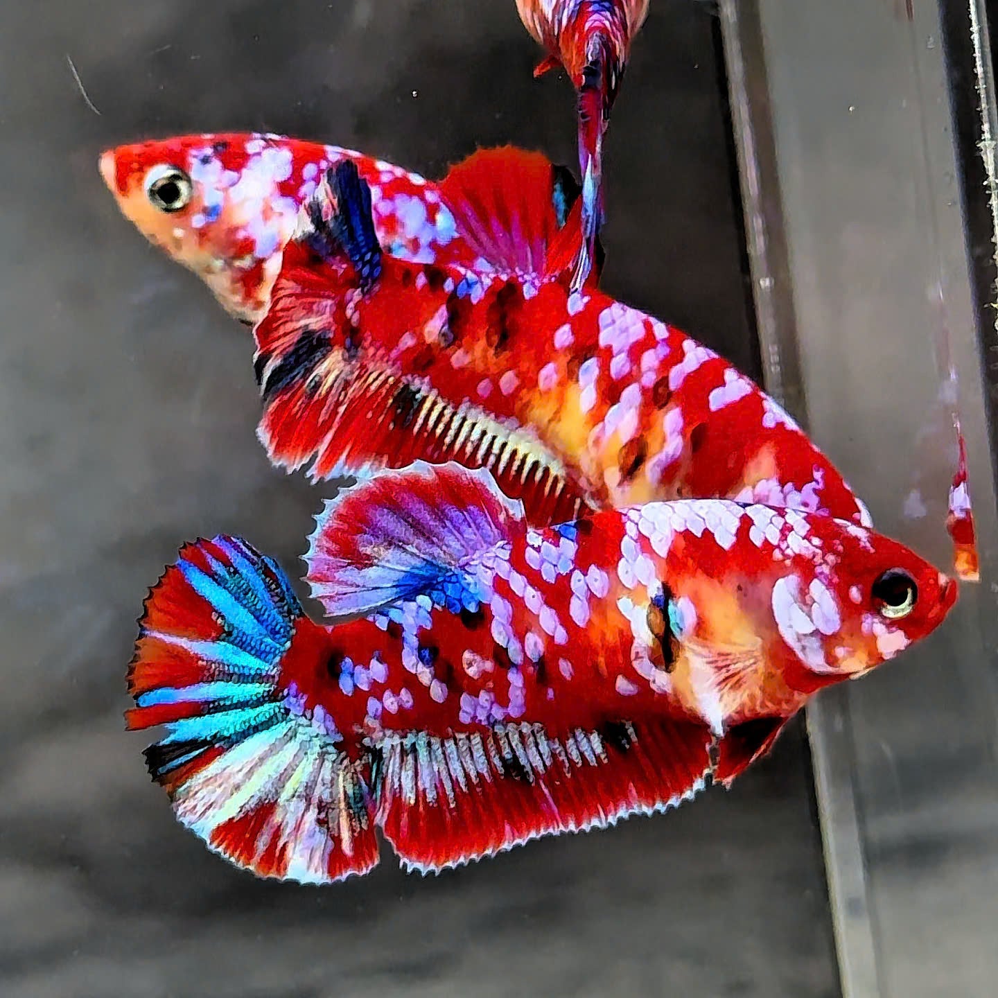 Koi Red Galaxy Star Dot Female Betta Fish