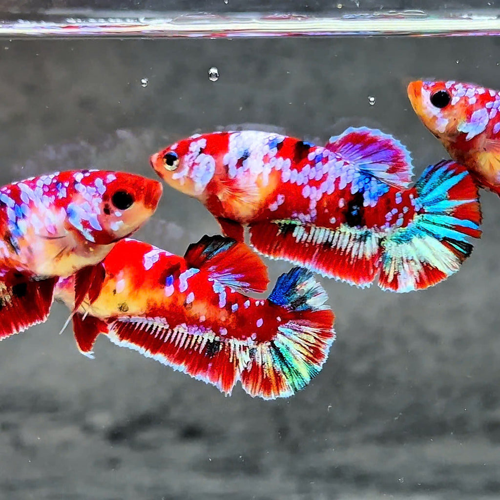 Koi Red Galaxy Star Dot Female Betta Fish