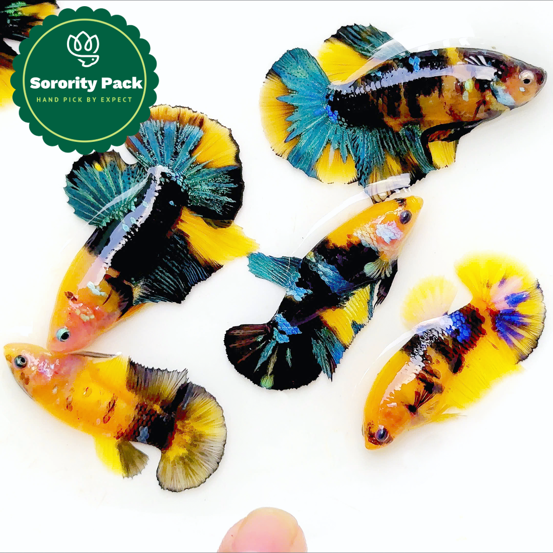 Koi Yellow Black Base Female Betta Fish Sorority | Successful Sorority Pack
