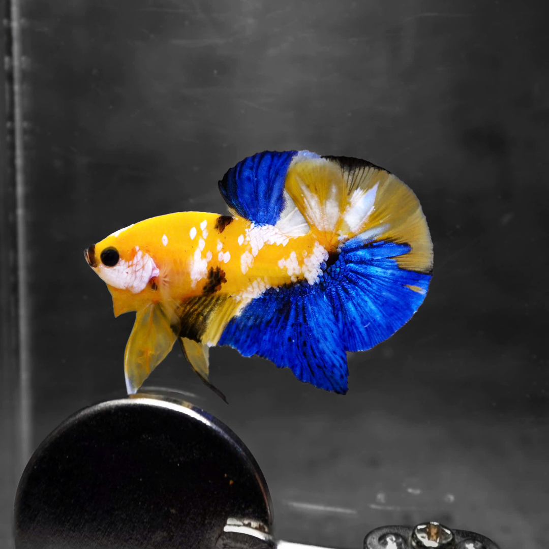 Koi Yellow Galaxy Male Plakat Betta Fish | High Grade | Mystery Betta