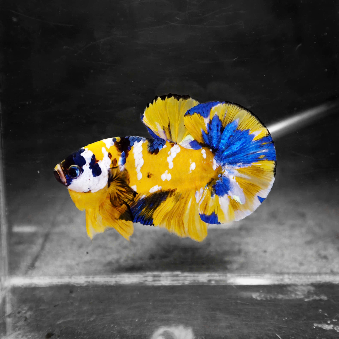 Koi Yellow Galaxy Male Plakat Betta Fish | High Grade | Mystery Betta