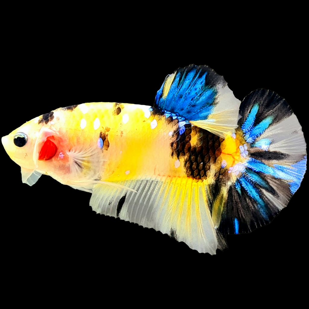 Koi Yellow Galaxy Male Plakat Betta Fish | High Grade | Mystery Betta