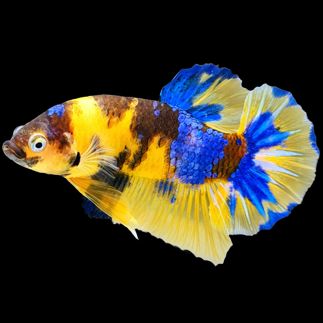 Koi Yellow Galaxy Male Plakat Betta Fish | High Grade | Mystery Betta
