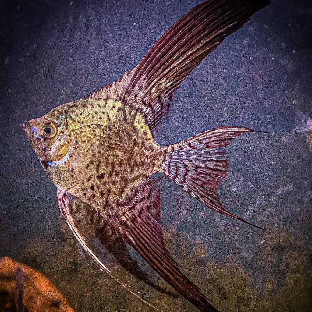Leopard Angelfish