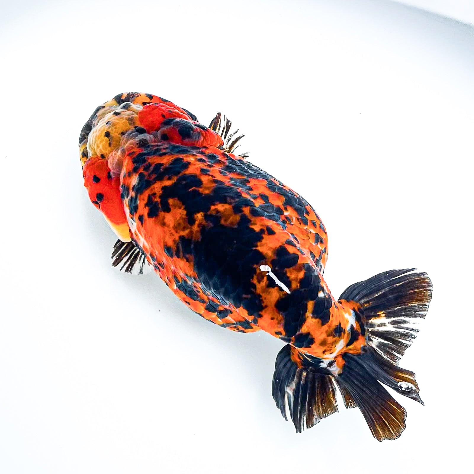 Leopard Calico Ranchu Goldfish | Grower Pick