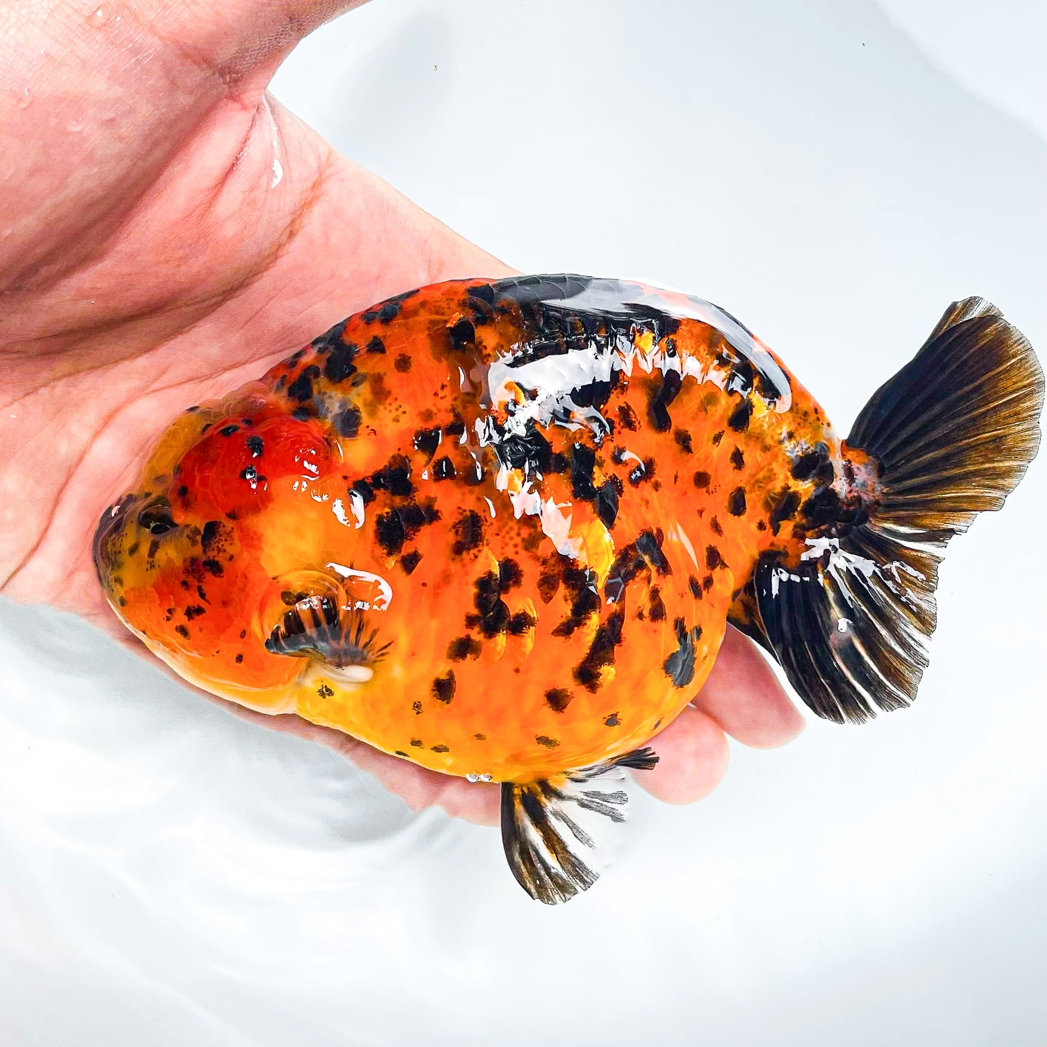Leopard Calico Ranchu Goldfish | Grower Pick
