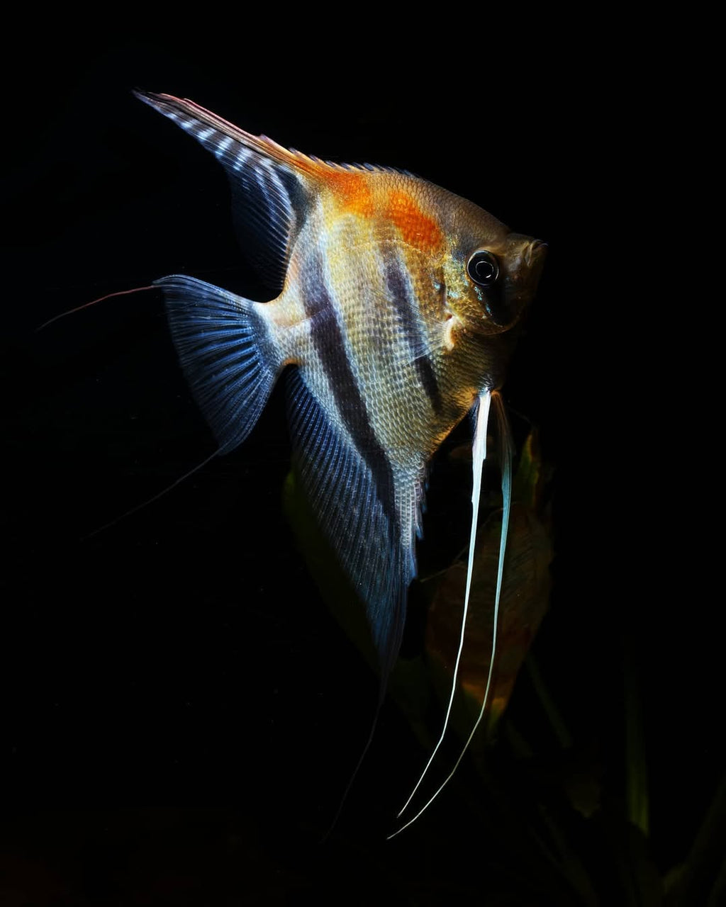 Manacapuru Angelfish