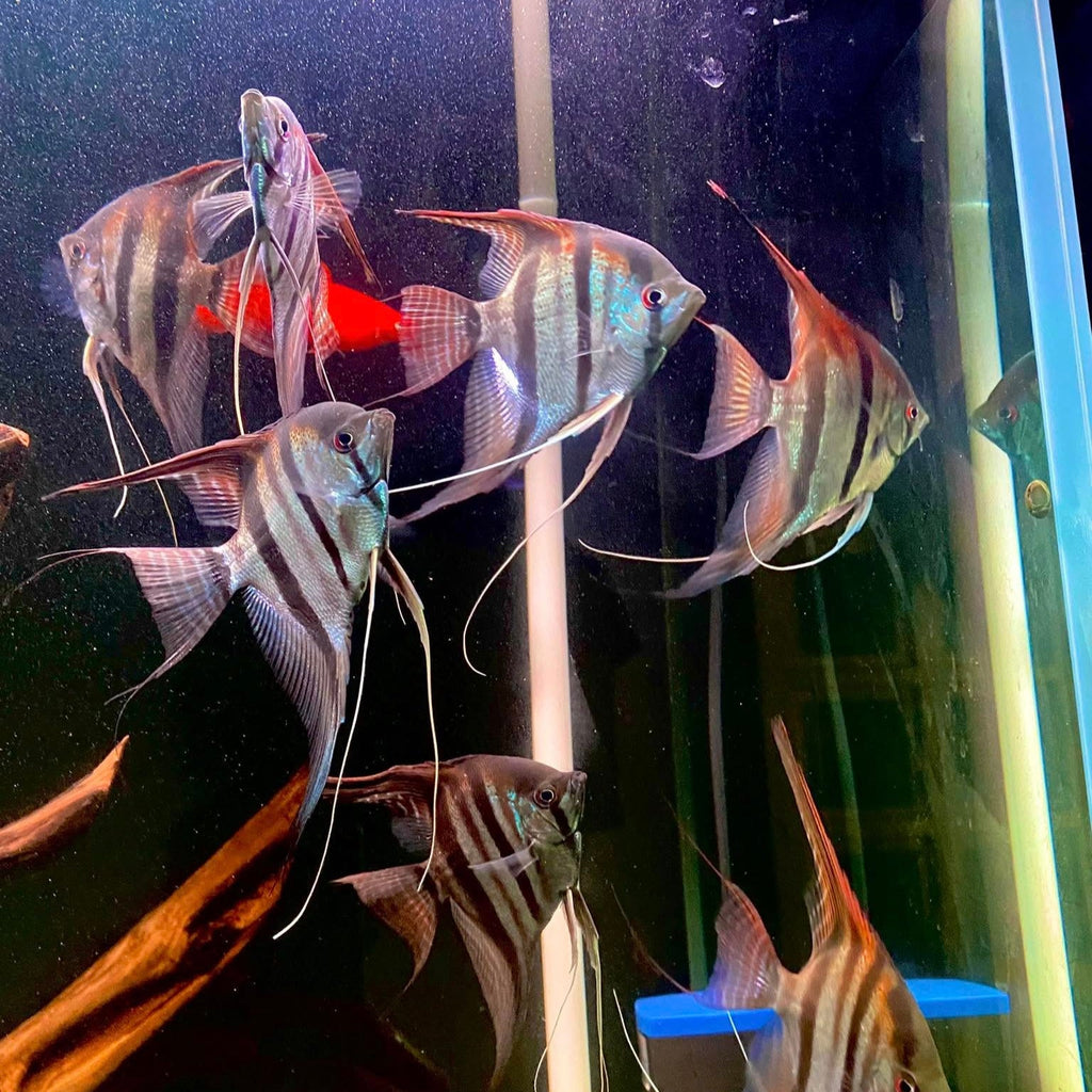 Manacapuru Angelfish