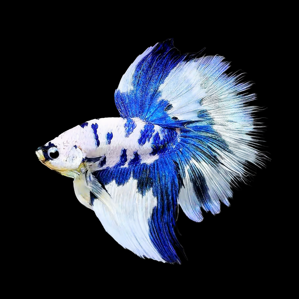 Blue Marble Dot Halfmoon Male Betta Fish | Grower Pick