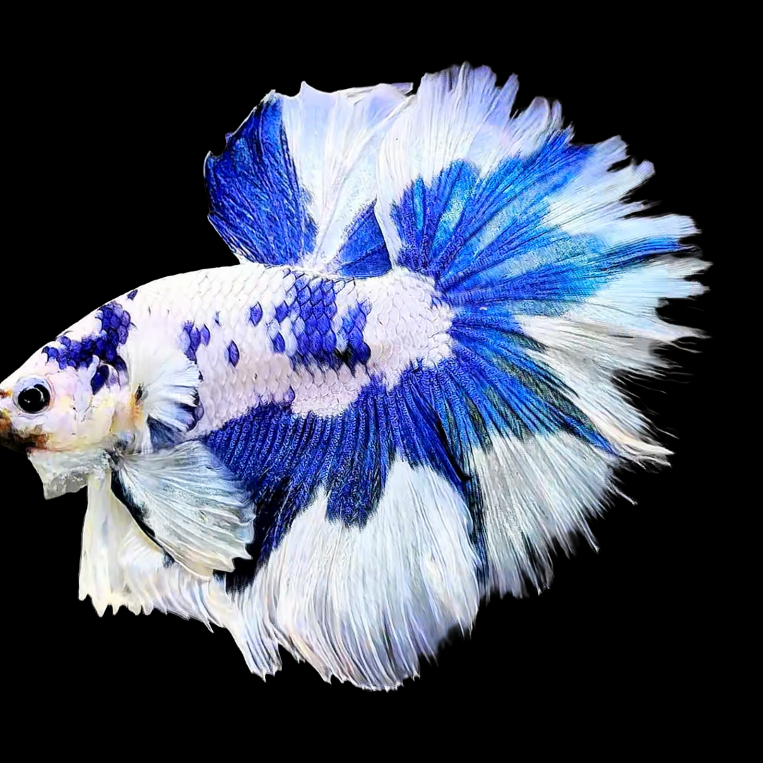 Blue Marble Dot Halfmoon Male Betta Fish | Grower Pick