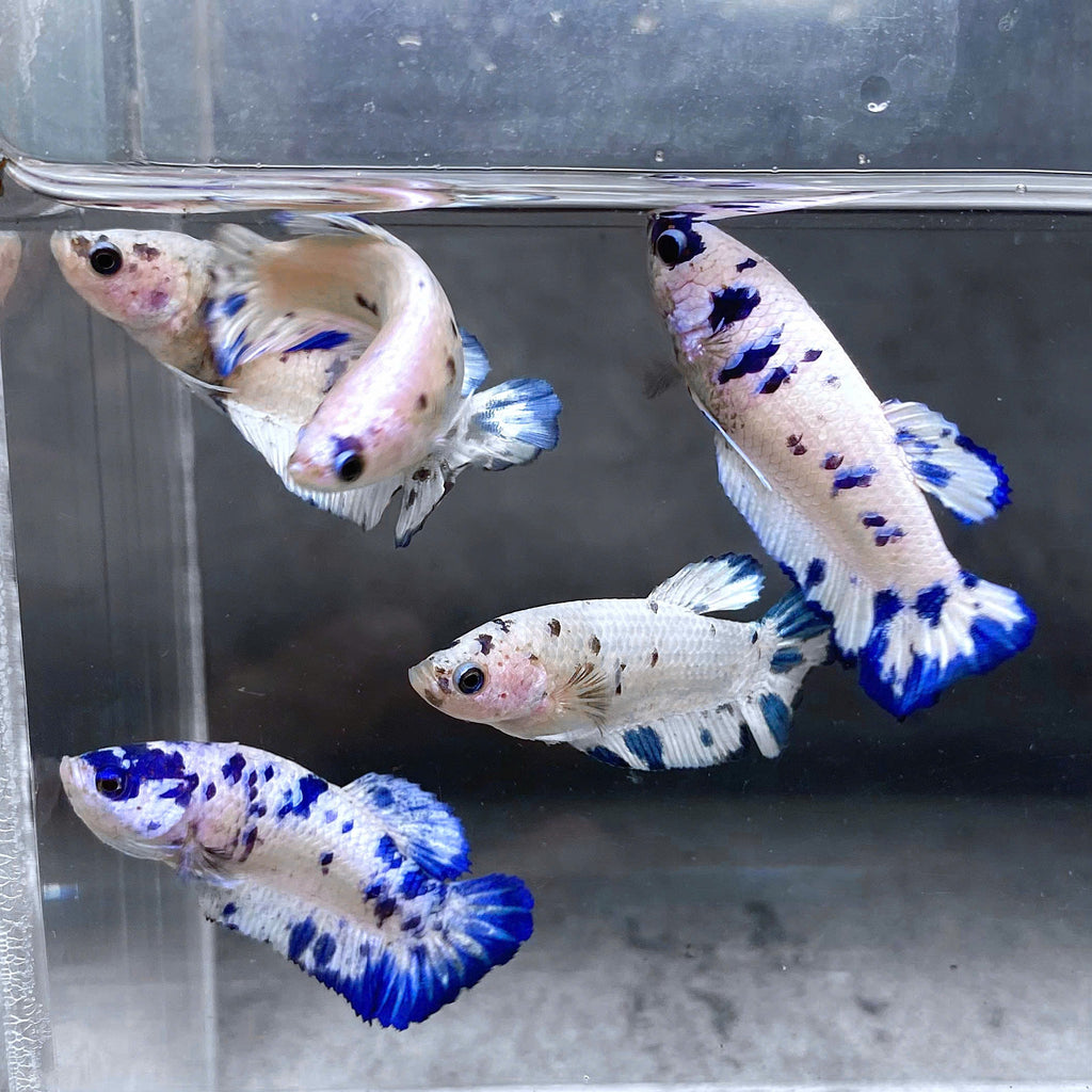 Marble Dot Moo Cow Female Betta Sorority Pack