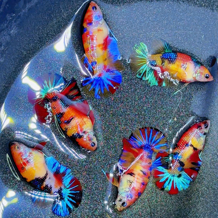 Metallic Female Betta Fish | Trending