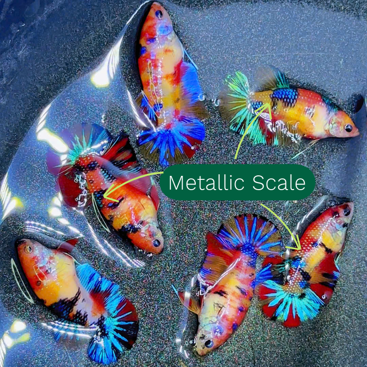 Metallic Female Betta Fish | Trending