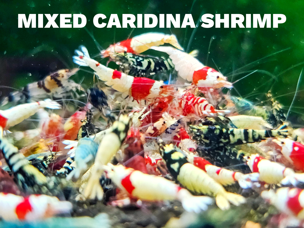 Mixed Caridina Shrimp