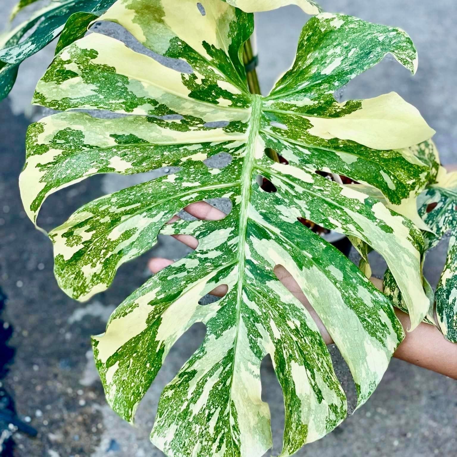 Variegated Monstera Creme Brulee Mature Plant | You Pick Plant | Pre Order