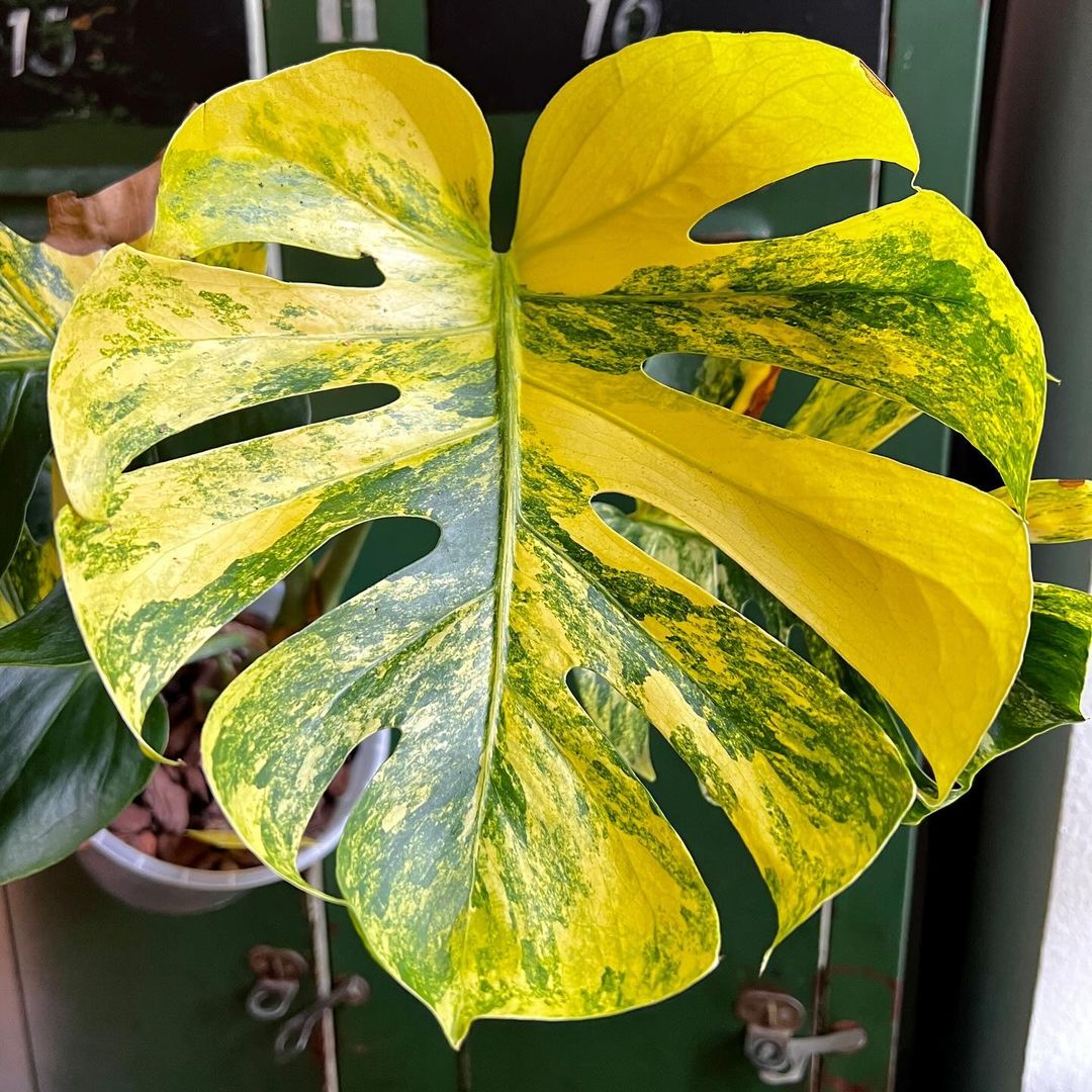 Variegated Monstera Yellow Marilyn Tissue Culture Plant