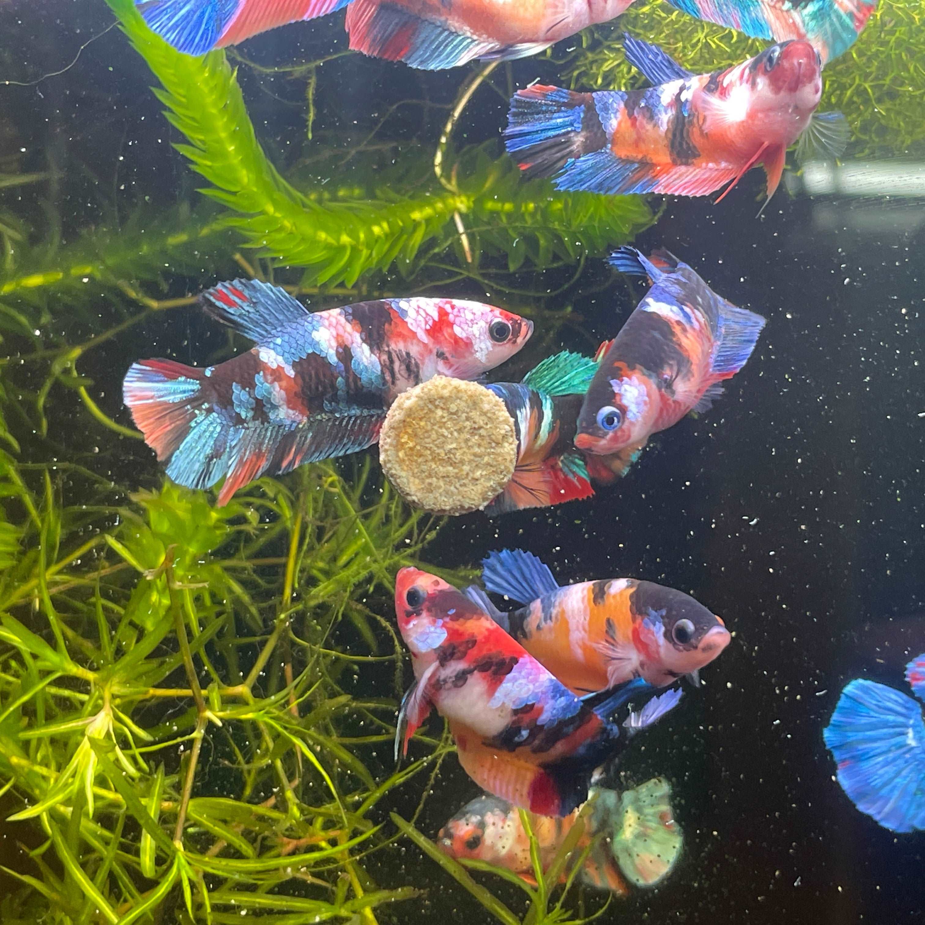 Koi Nemo Black Base Female Betta Fish (Exotic Fish)