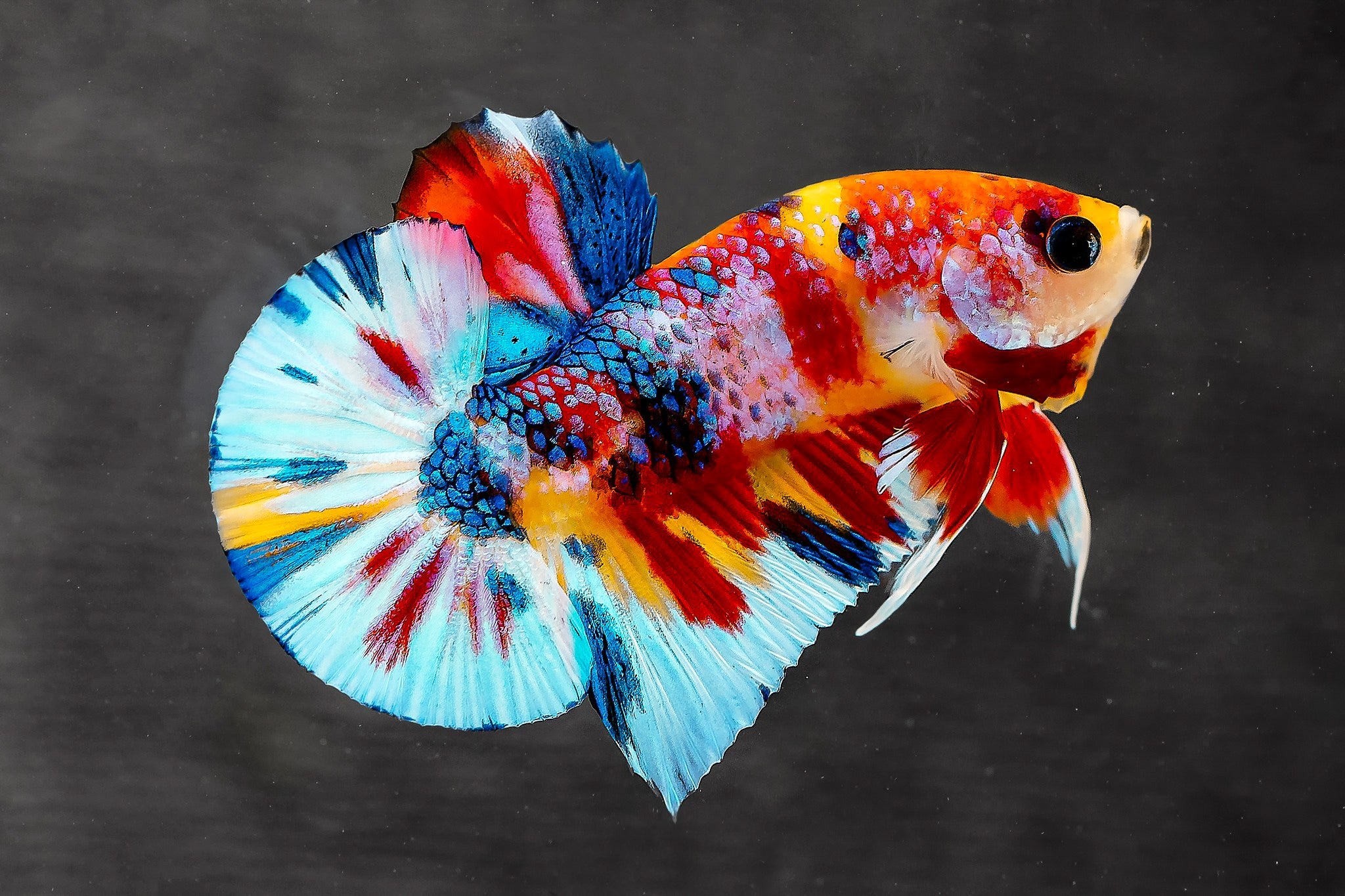 Multicolor Metallic Plakat Male Betta Fish | High Grade | Mystery Betta