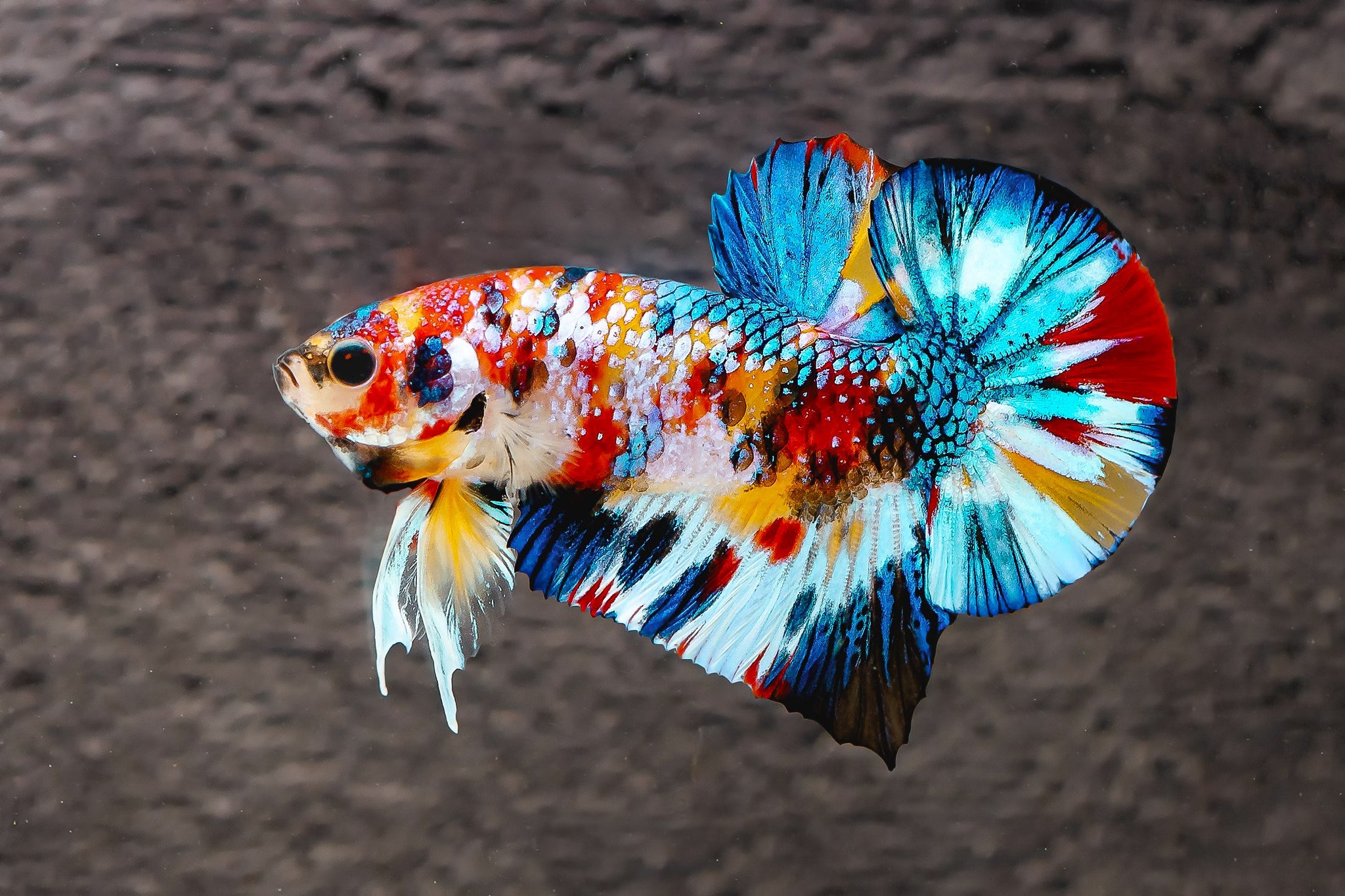 Multicolor Metallic Plakat Male Betta Fish | High Grade | Mystery Betta