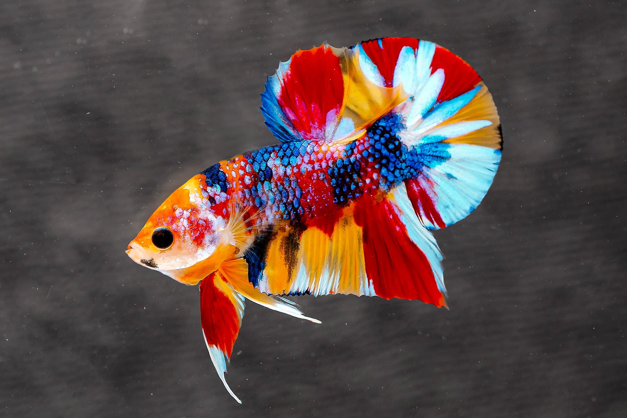 Multicolor Metallic Plakat Male Betta Fish | High Grade | Mystery Betta