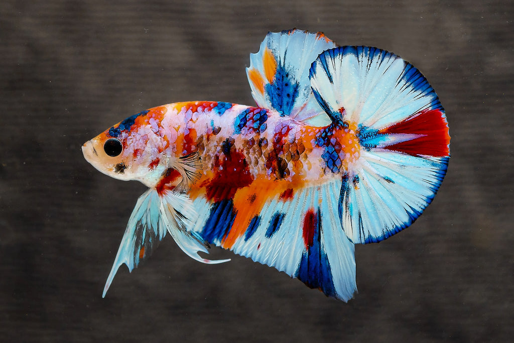 Multicolor Metallic Plakat Male Betta Fish | High Grade | Mystery Betta