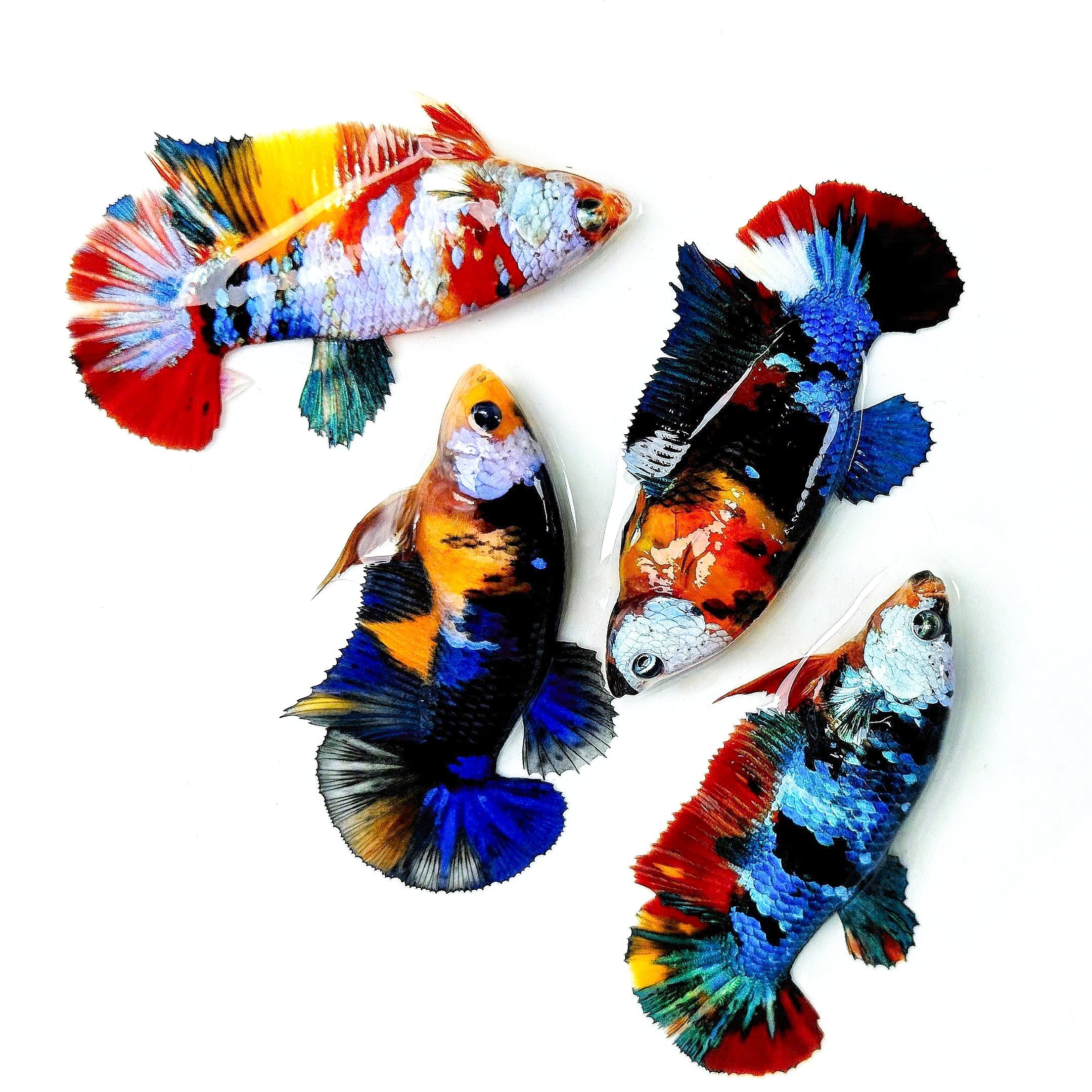 Multicolor White Mask Female Betta Fish | Rare Samurai-Inspired Beauty