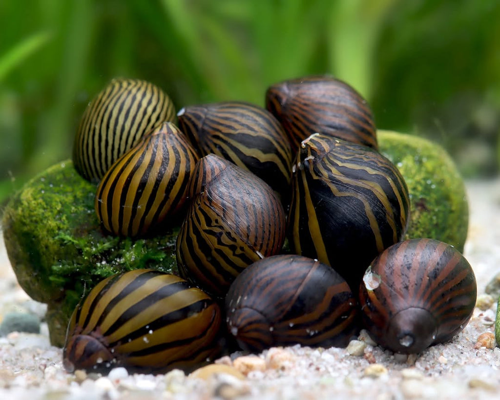 Nerite Snail Bundle | Saving Pack