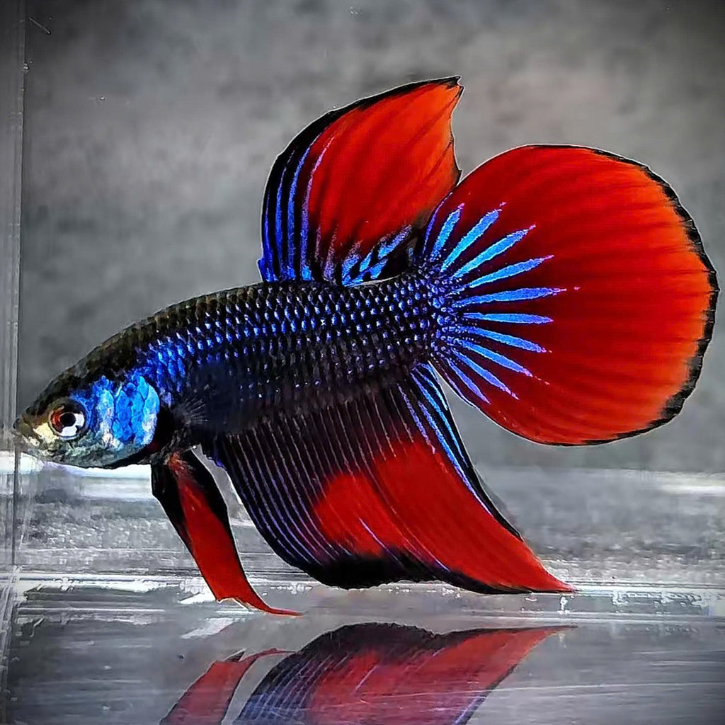 Original Spade Tail Wild Betta Splendens Male
