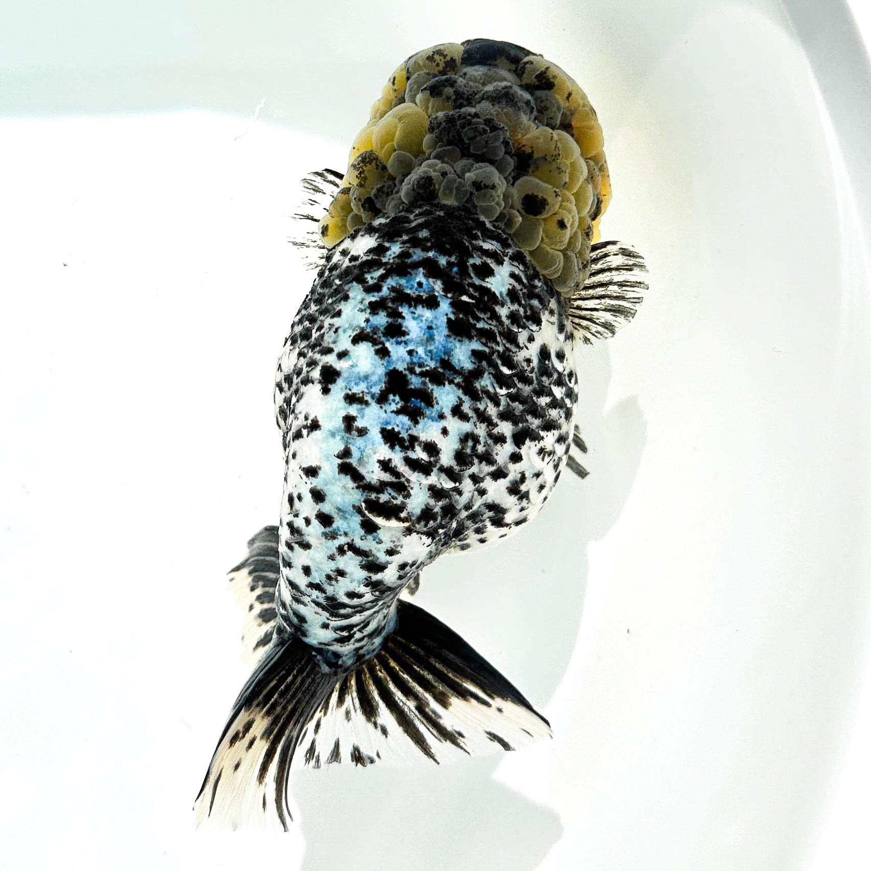 Pearl White Tiger Calico Ranchu Goldfish | Grower Pick