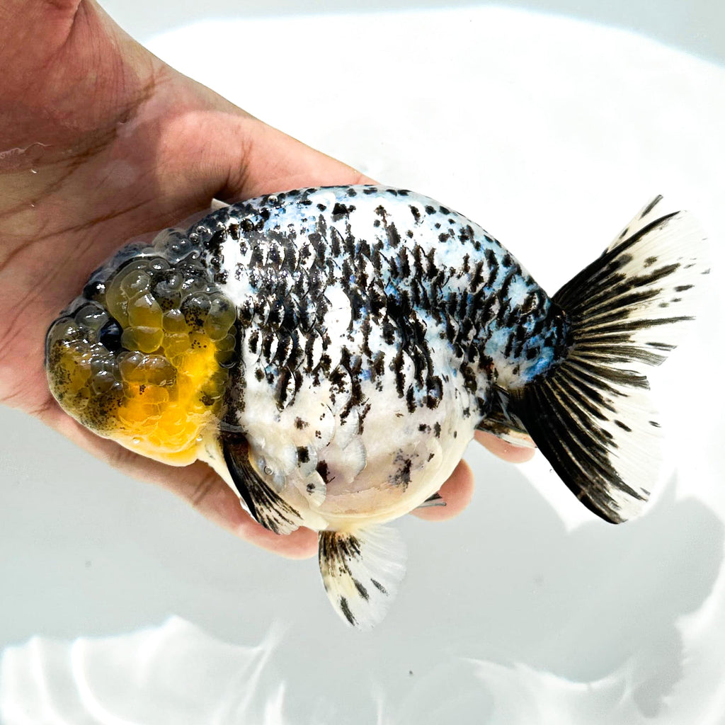 Pearl White Tiger Calico Ranchu Goldfish | Grower Pick